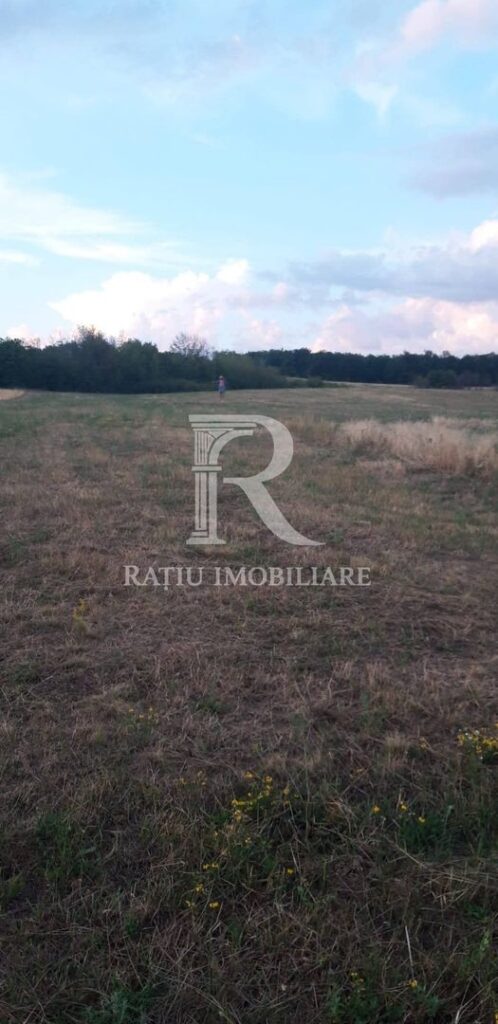 Teren extravilan | Betfia | 9664 Mp | Bihor