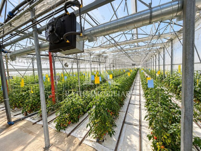 Complex agroindustrial de închiriat | Sere 3.300 mp