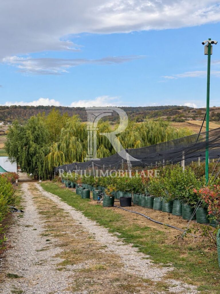 Afacere agricolă la cheie | Plantație afine | Solarii | 18.800 mp