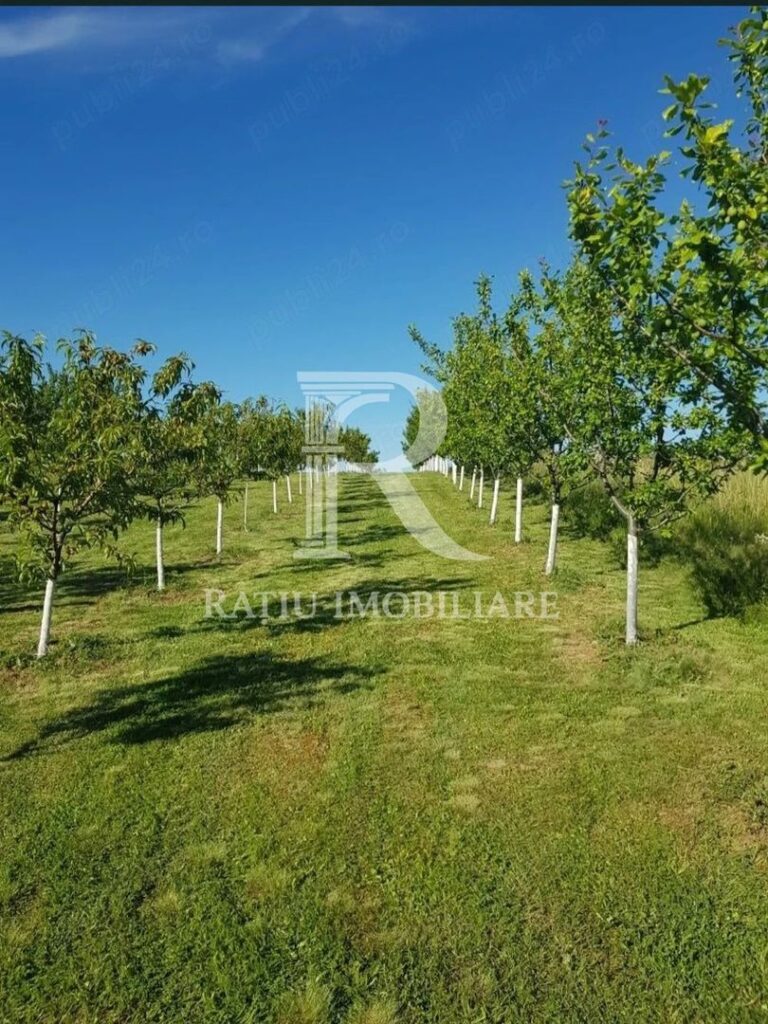 De vanzare | Teren intravilan 1500 mp | Cordau | Cu livada – poza 1 din 7