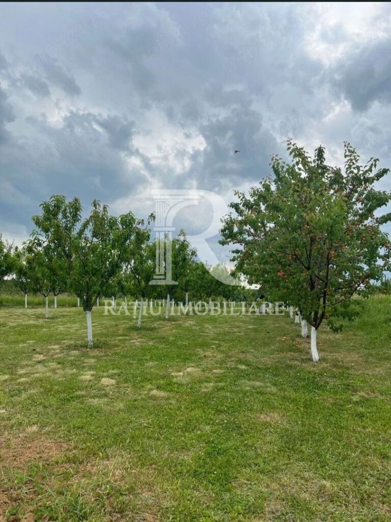 De vanzare | Teren intravilan 1500 mp | Cordau | Cu livada – poza 2 din 7