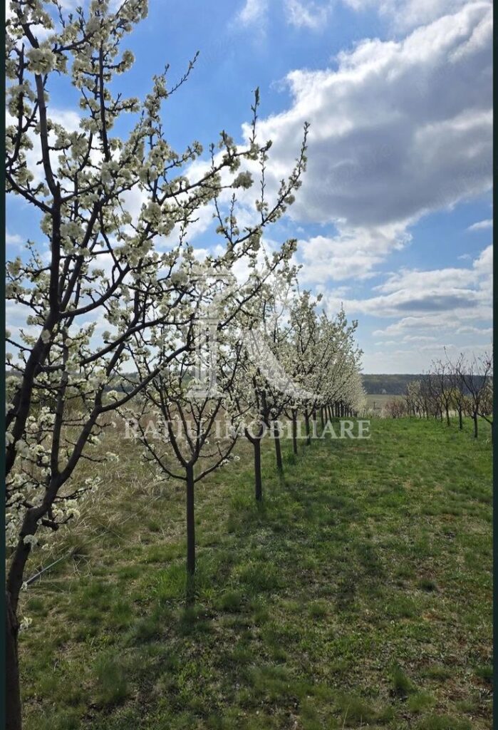 De vanzare | Teren intravilan 1500 mp | Cordau | Cu livada – poza 7 din 7