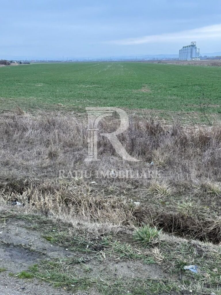 Teren de inchiriat | 20,088 ha | Sacadat | Bihor – poza 1 din 5